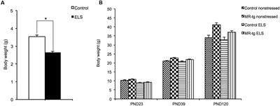 Overexpression of Mineralocorticoid Receptors in the Mouse Forebrain Partly Alleviates the Effects of Chronic Early Life Stress on Spatial Memory, Neurogenesis and Synaptic Function in the Dentate Gyrus